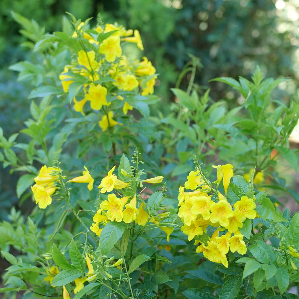 Chicklet Gold Esperanza Tecoma in a pot with yellow blooms