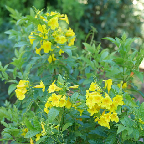 Chicklet Gold Esperanza Tecoma in a pot with yellow blooms