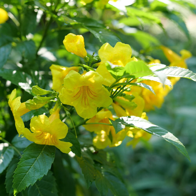 esperanza plant fertilizer Chicklet® Gold Esperanza Tecoma – Creekside Nursery, Inc