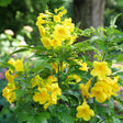 Chicklet Gold Esperanza Tecoma in a nursery pot