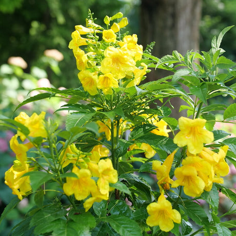 Chicklet Gold Esperanza Tecoma in a nursery pot