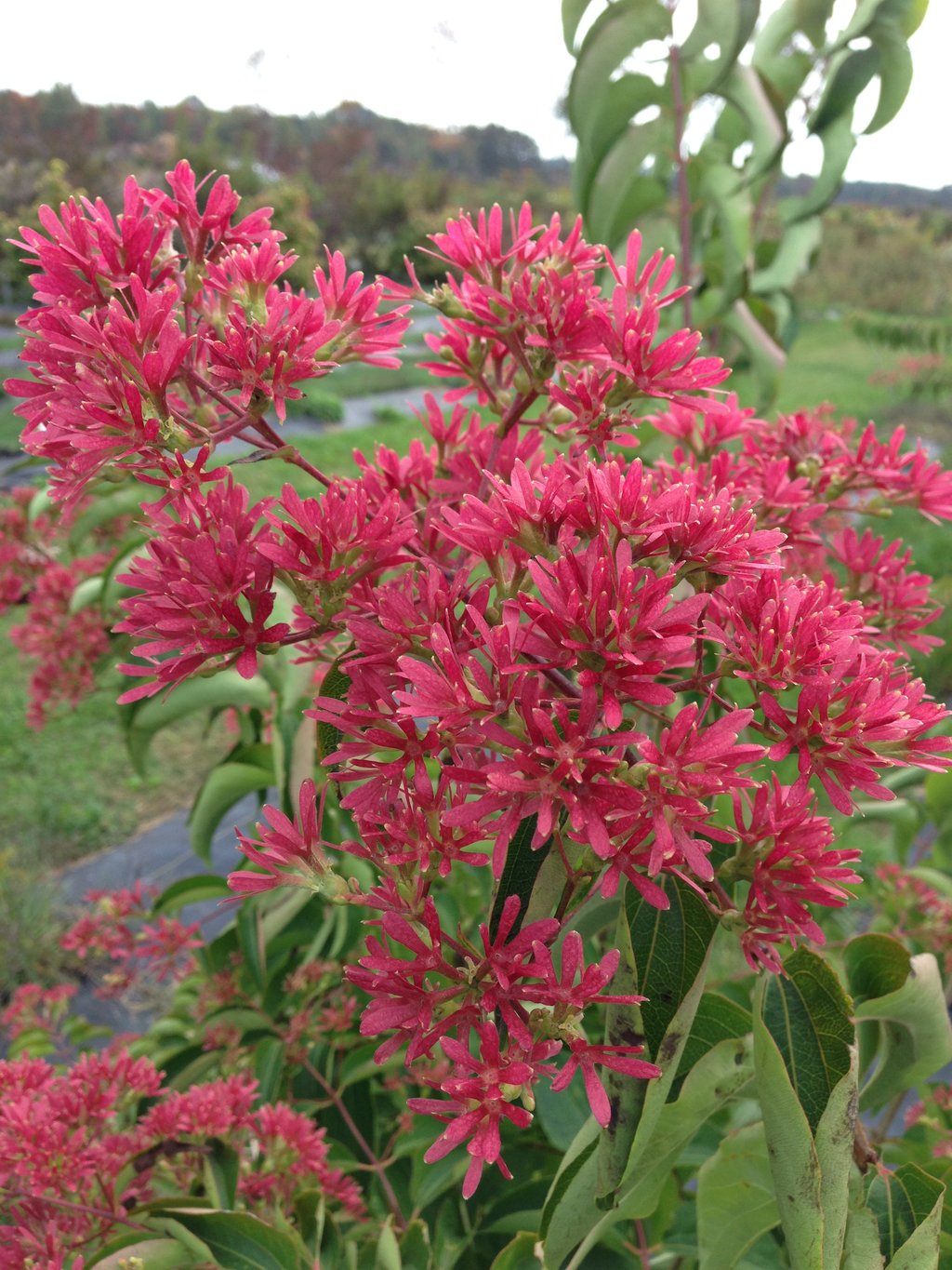 Temple of Bloom Seven-Son Flower in a nursery pot
