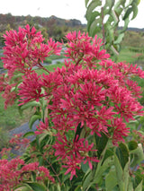 Temple of Bloom Seven-Son Flower in a nursery pot