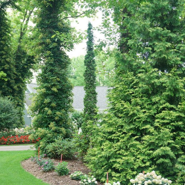 thuja columna 150-175 STING® Arborvitae – Creekside Nursery, Inc