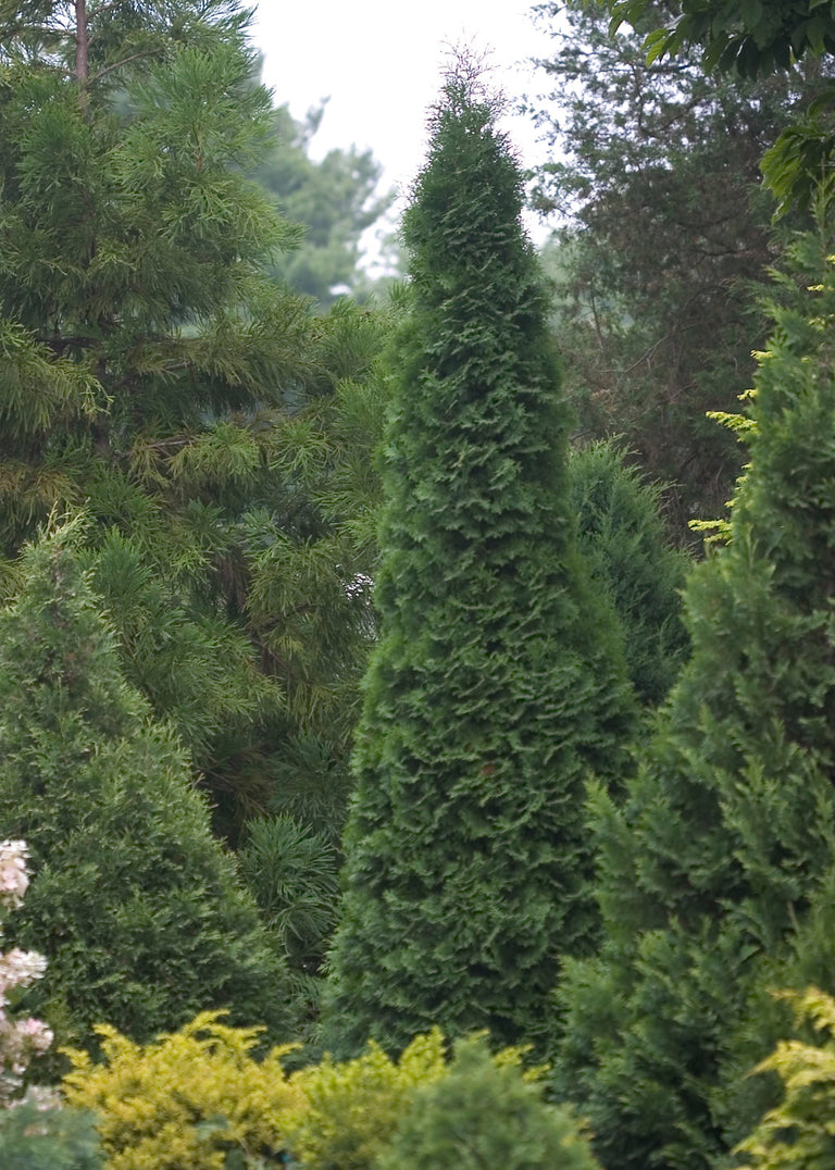 thuja brand North Pole® Arborvitae Thuja – Creekside Nursery, Inc