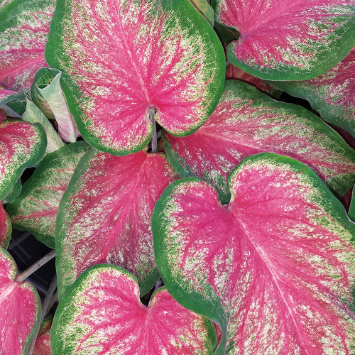 Pink caladium leaves in a nursery pot