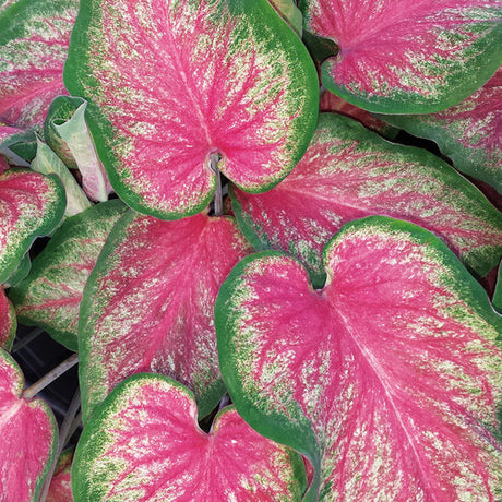 Pink caladium leaves in a nursery pot