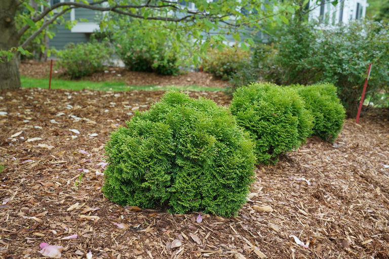Tater Tot Arborvitae Thuja  Creekside Nursery, Inc