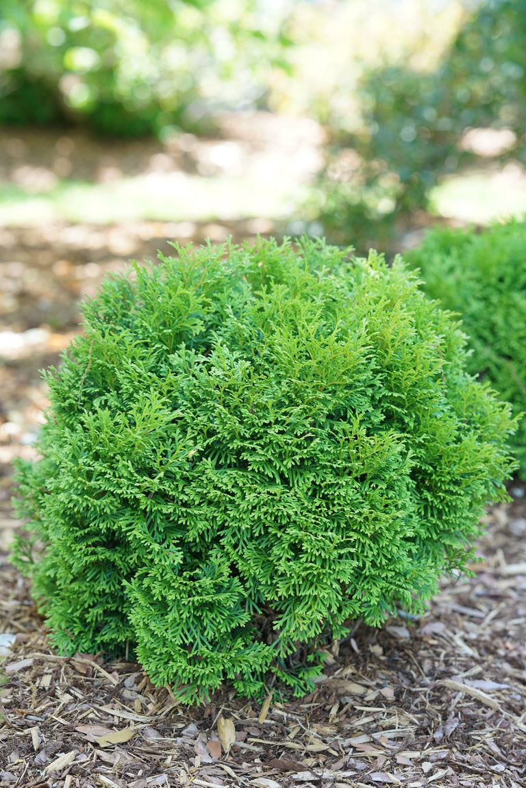 thuja brand Tater Tot® Arborvitae Thuja – Creekside Nursery, Inc