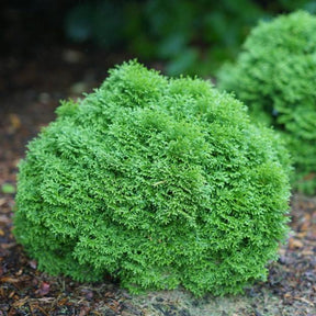 Tater Tot® Arborvitae Thuja in a nursery pot