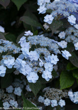 Tiny Tuff Stuff mountain hydrangea in a nursery pot
