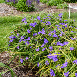 'Web Designer' Spiderwort | Proven Winners
