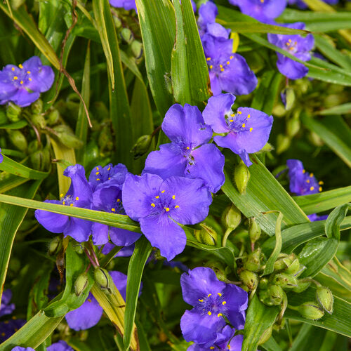 'Web Designer' Spiderwort | Proven Winners
