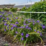'Web Designer' Spiderwort | Proven Winners