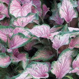 Heart to Heart Va Va Violet caladium in a container