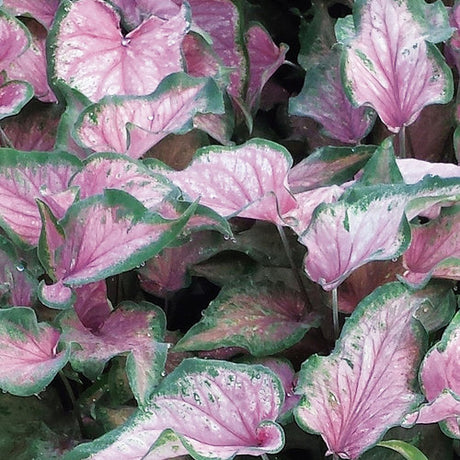 Heart to Heart Va Va Violet caladium in a container