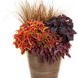 ColorBlaze Mini Me watermelon coleus in a container