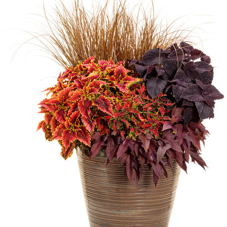 ColorBlaze Mini Me watermelon coleus in a container