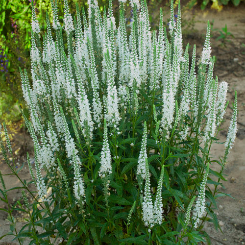 Magic Show® 'White Wands' Veronica | Proven Winners