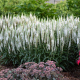 Magic Show® 'White Wands' Veronica | Proven Winners