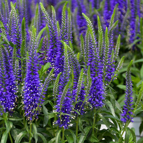 Magic Show® 'Wizard of Ahhs' Veronica | Proven Winners