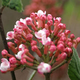 SPICE GIRL Koreanspice viburnum with white flower clusters