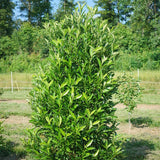 Yardline viburnum in a nursery container with green foliage