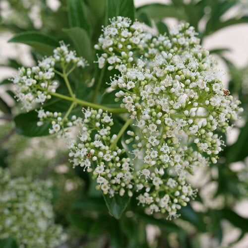 Proven Winners Viburnum Yardline Bush - Thumbnail 2