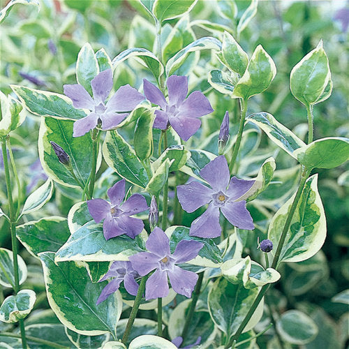 vinca vine house plant Variegata' Variegated Vinca Vine – Creekside Nursery, Inc
