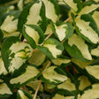 Wojo's Jem' vinca vine in a nursery pot