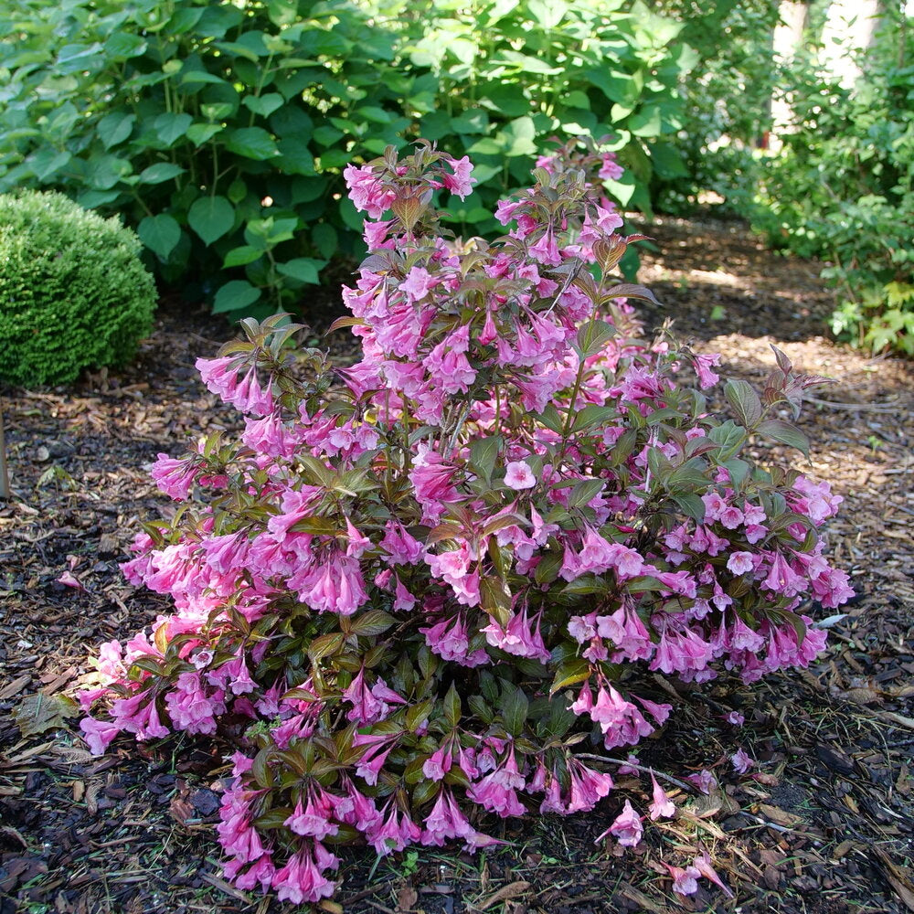 Sonic Bloom® Wine Weigela – Creekside Nursery, Inc