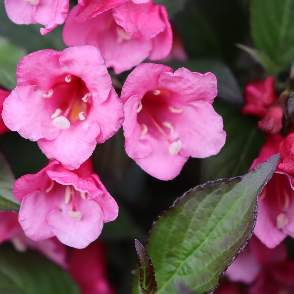Sonic Bloom® Wine Weigela – Creekside Nursery, Inc