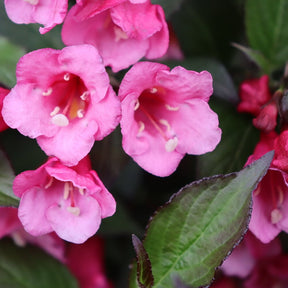 Sonic Bloom Wine weigela with pink flowers in a pot