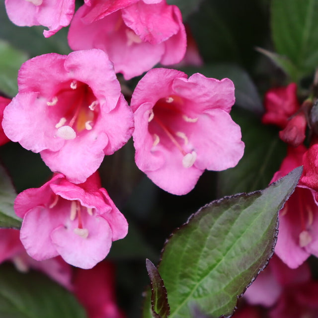 Sonic Bloom Wine weigela with pink flowers in a pot