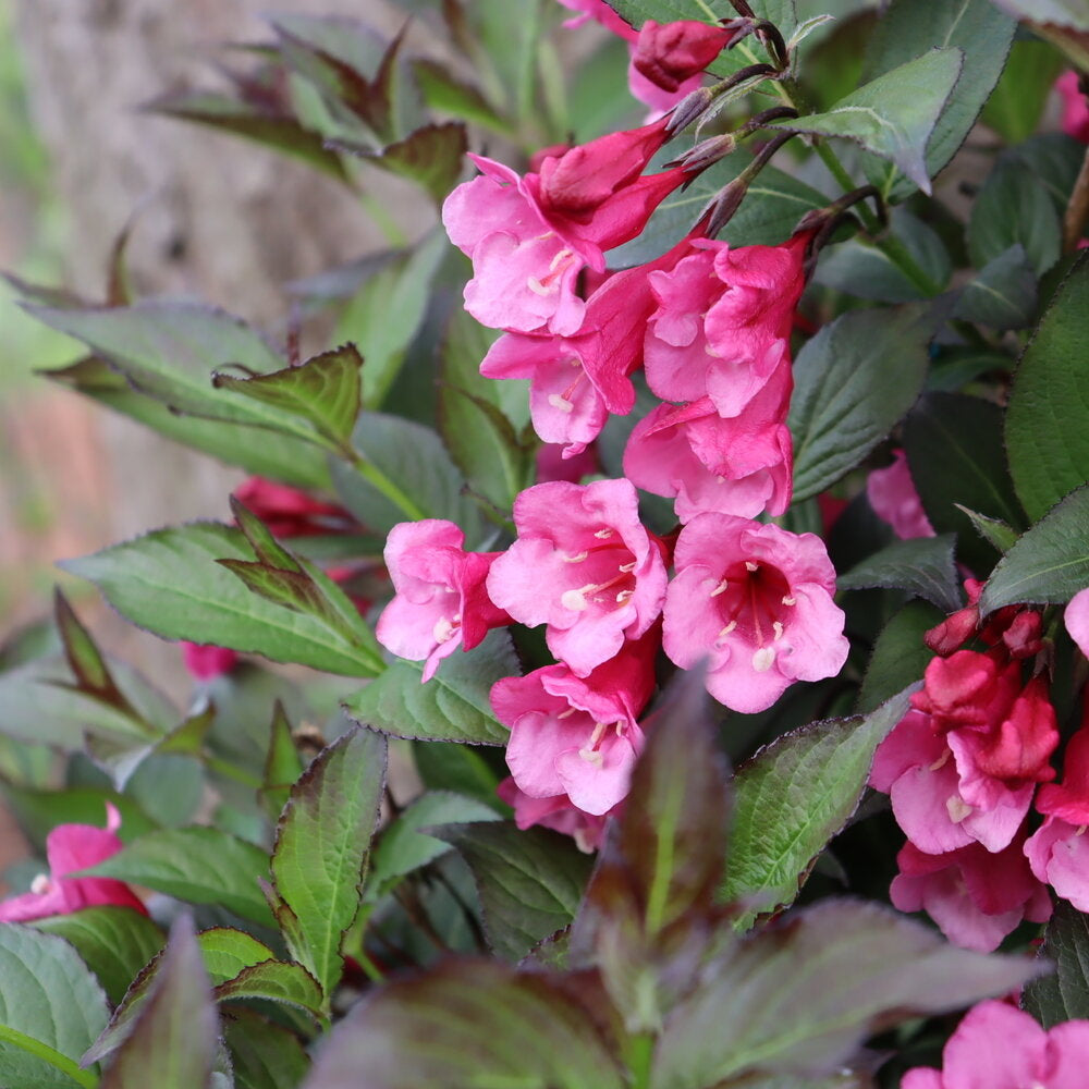 Sonic Bloom® Wine Weigela – Creekside Nursery, Inc