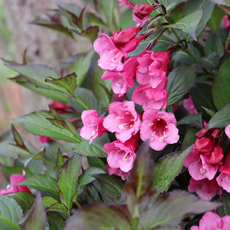 Sonic Bloom Wine Weigela with pink flowers in a pot