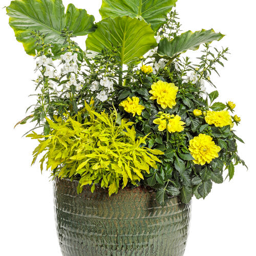 angelonia plant in pots Angelface® White Angelonia