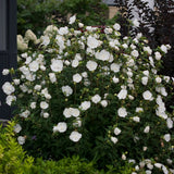 White Chiffon Rose of Sharon shrub with white blooms