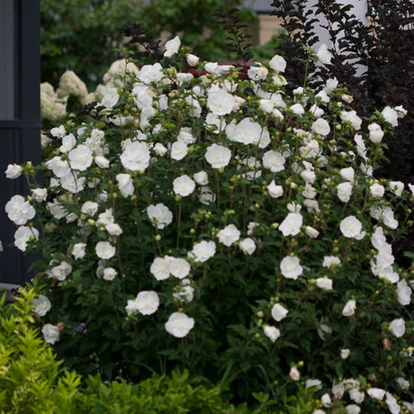 White Chiffon Rose of Sharon shrub with white blooms