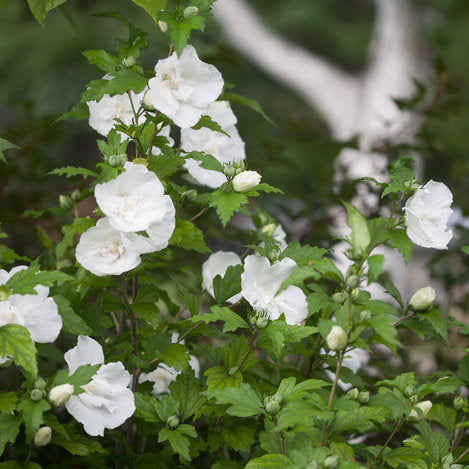 White Chiffon rose of Sharon with white blooms and green foliage