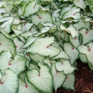 White star caladium with heart-shaped white leaves in pot