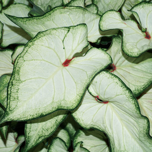 White Wonder caladium with white and green heart-shaped leaves