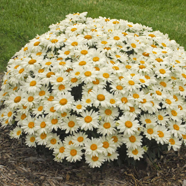 Whoops-a-Daisy leucanthemum blooming in a pot