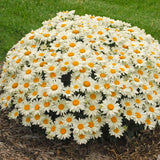 Whoops-a-Daisy leucanthemum blooming in a pot