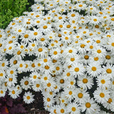 Whoops-a-Daisy Leucanthemum with white daisy blooms
