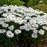 Whoops-a-Daisy leucanthemum in bloom in a nursery pot