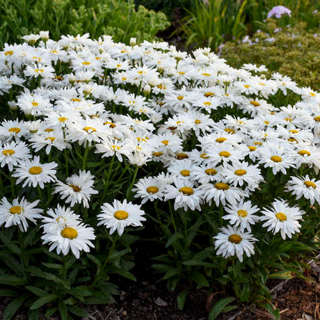 Whoops-a-Daisy leucanthemum in bloom in a nursery pot