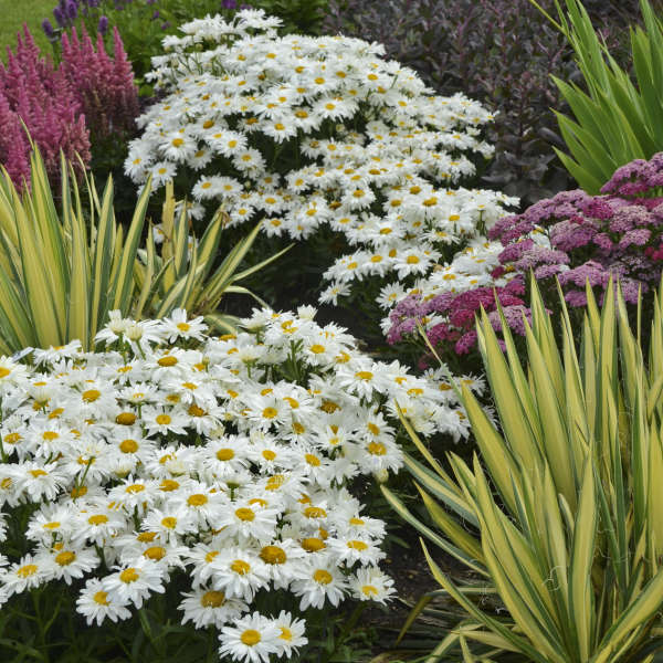 Whoops-a-Daisy' Leucanthemum | Creekside Champions™ – Creekside