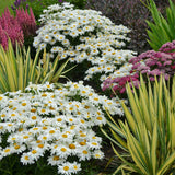 Whoops-a-Daisy leucanthemum in a nursery pot