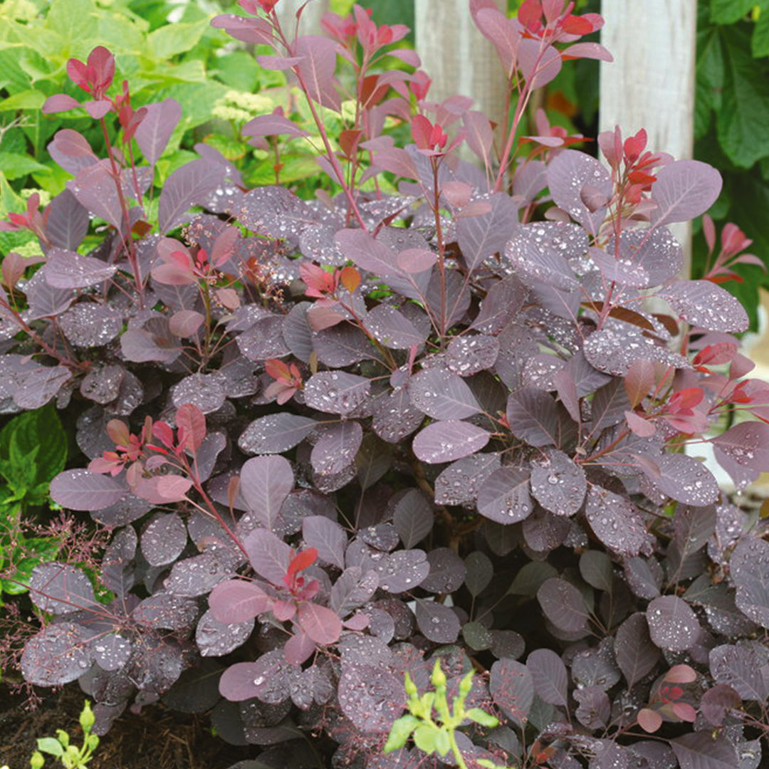 Winecraft Black smokebush in a nursery pot